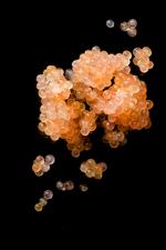 fiskeæg. Stenbiderrognen er i sæson netop nu. 