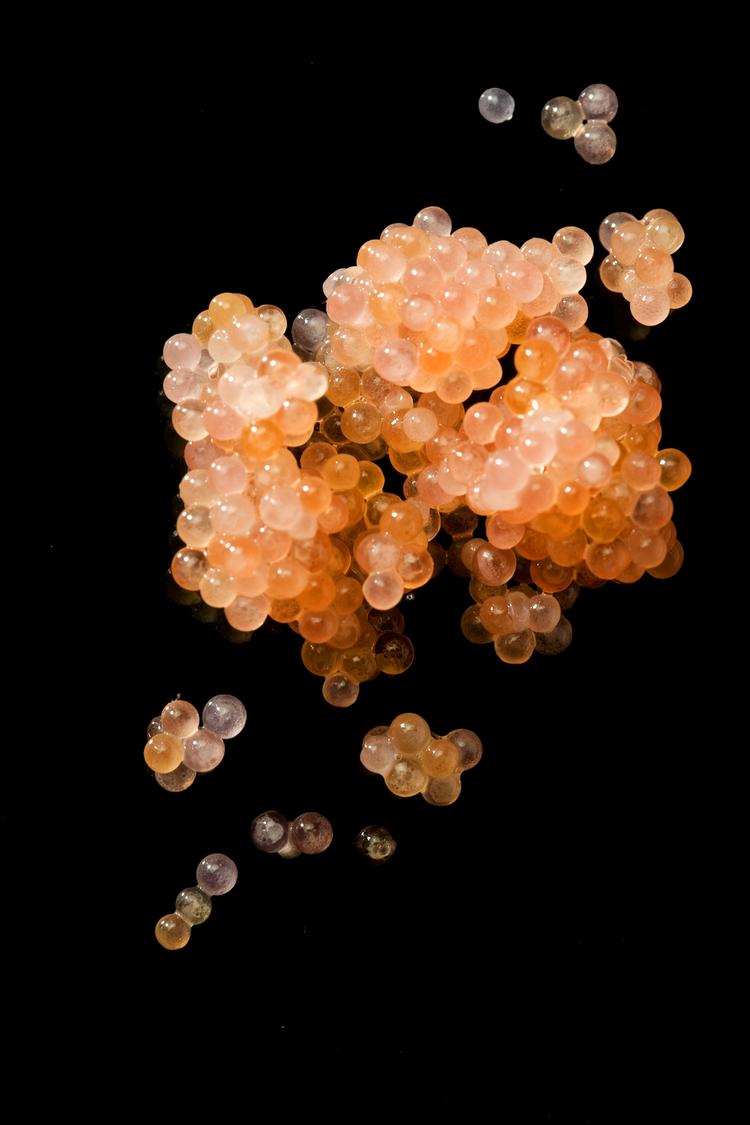 fiskeæg. Stenbiderrognen er i sæson netop nu. 