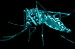 Smitsomt. Den frygtede zika-virus spredes bland andet af myg, men ifølge russisk sundhedsguru har USA også en rolle at spille. 