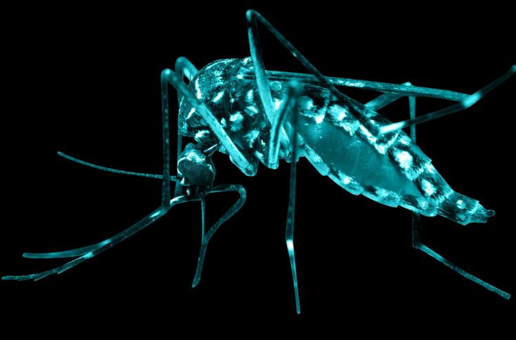 Smitsomt. Den frygtede zika-virus spredes bland andet af myg, men ifølge russisk sundhedsguru har USA også en rolle at spille. 