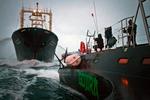 Hvalkrigen. Sea Shepherd er kendt for radikal kamp for havdyr, især ved hvalfangst. Her er det aktivister om bord på trimaranen 'Gojira', der gør klar til at beskyde det japanske fabriksskib 'Nisshin Maru' med en gigantisk slangebøsse under en konfrontation i 2011. 
