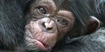 Hjernevask. Chimpanser, der er inficeret med toxoplasmose, som også rammer mennesker, får manipuleret deres hjerne til at tro, at leoparder ikke er fjender men venner. 