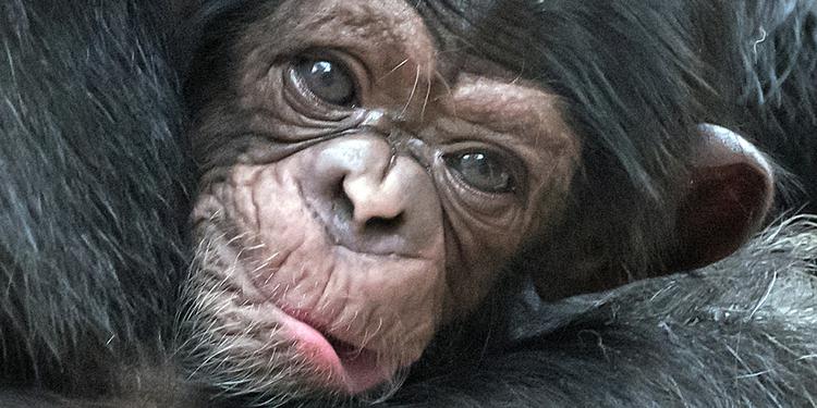 Hjernevask. Chimpanser, der er inficeret med toxoplasmose, som også rammer mennesker, får manipuleret deres hjerne til at tro, at leoparder ikke er fjender men venner. 