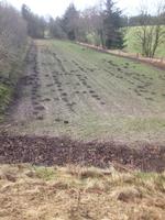 plovfuren. En muldvarp har ikke brugt gps for at grave lige, men fulgt en plovfure, da jorden er mest løs der. Privatfoto 