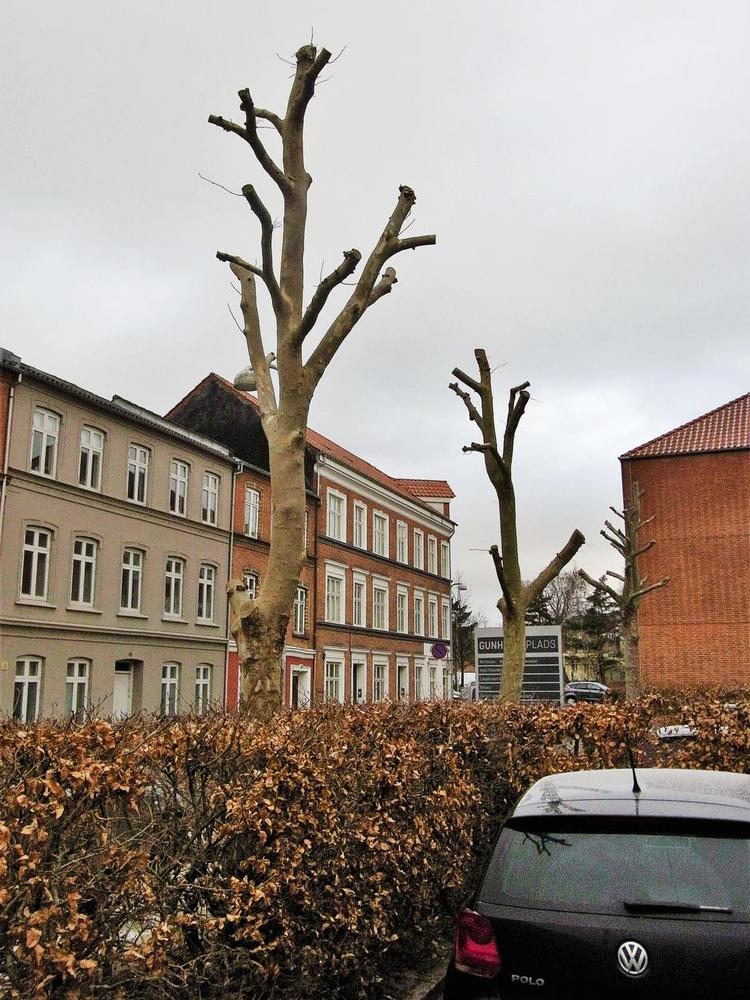 Knudebeskæring. Det ser grimt ud nu, men måske er det første skridt til en god løsning, nemlig knudebeskårne træer i byen. Privatfoto 