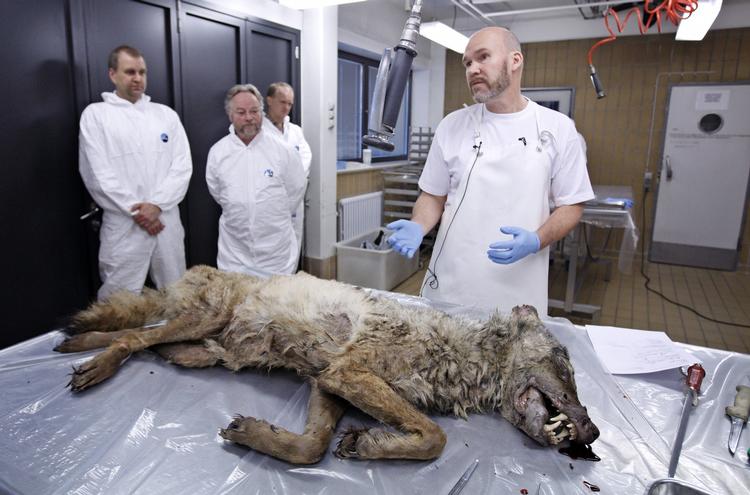 Selvdød. Den ulv, der i 2012 blev fundet død i Thy, var så udmagret, at den måtte en tur på obduktionsbordet, før det kunne fastslås, at det VAR en en ulv - den første i Danmark i næsten 200 år. 