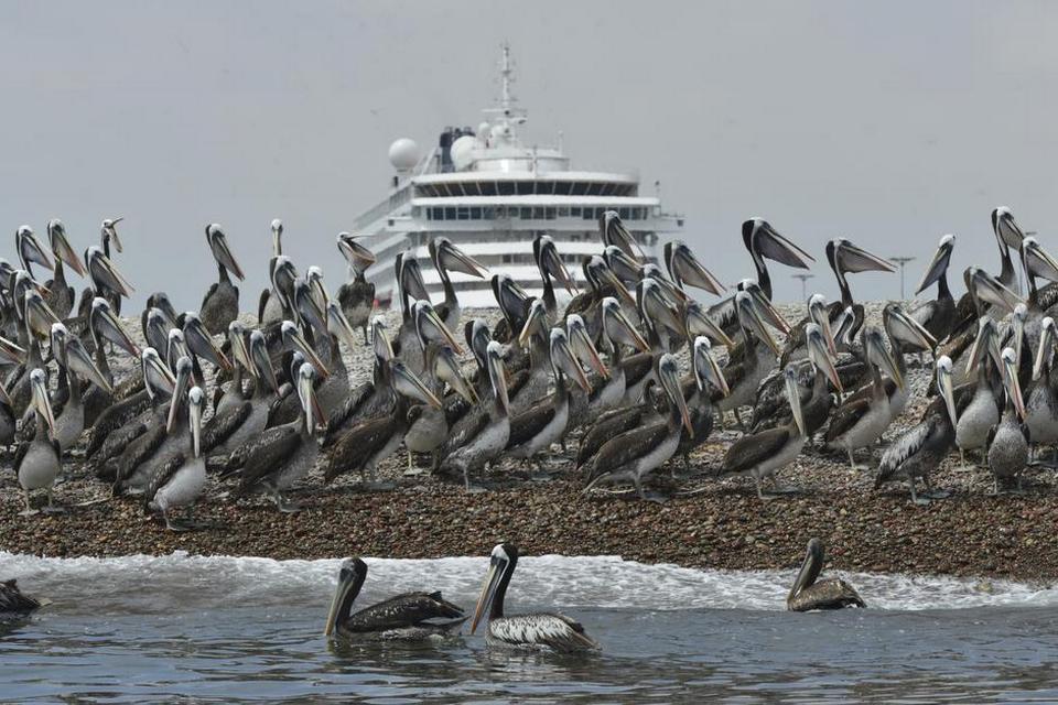 FUGLELIV.  Klipperne og havet omkring Perus Ballestas-øer er fyldt med tusindvis af pelikaner, der lever i området. 