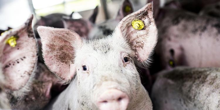 Sort. Bæredygtigt Landbrug: Knaldsort landbrugsorganisation, hvis formand har lavet en YouTube-video om markoversvømmelser til tonerne af Michael Jacksons ’Earth Song’ 