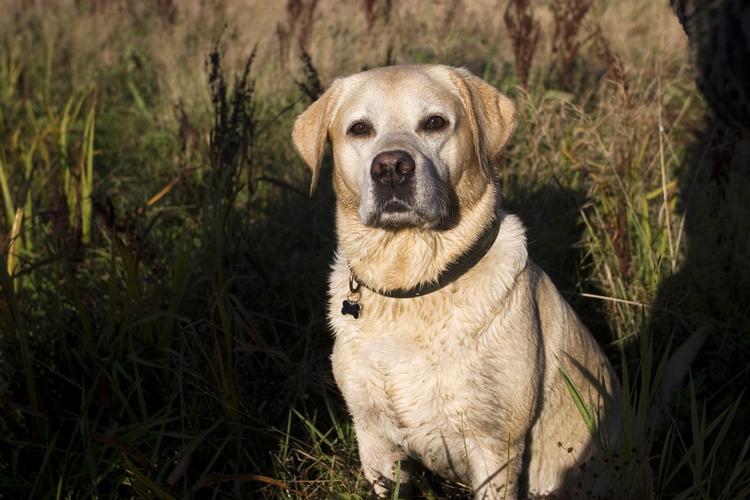 Gult græs. Hannes labrador har tisset på græsplænen - Hvordan bliver græsset grønt igen? 
