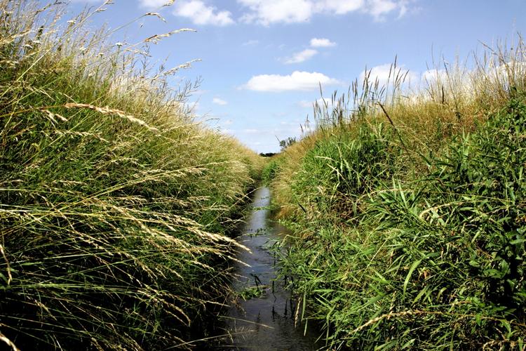 Miljø. Et fletal af dannskerne vil have regeringen til at passe bedre på miljøet som for eksempel vandløb 