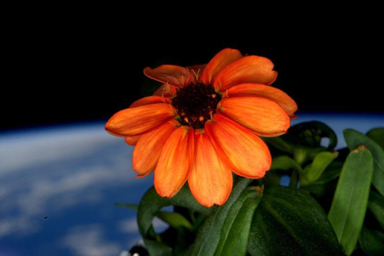 Rumstationen har sit eget lille drivhus, som blandt andet huser denne zinnia, der er ved at afblomstre. En af Kellys opgaver under det årelange ophold deroppe har været at standse mugangreb, der truede med at slå alle blomsterne på stationen ihjel. 