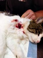 Såret. Katten Leo har været i kløerne på en ugle på grund af en mus. Privatfoto 