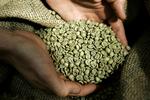 SLAVERI. Kaffebønnerne i de danske supermarkeder bliver høstet af slavearbejdere. 