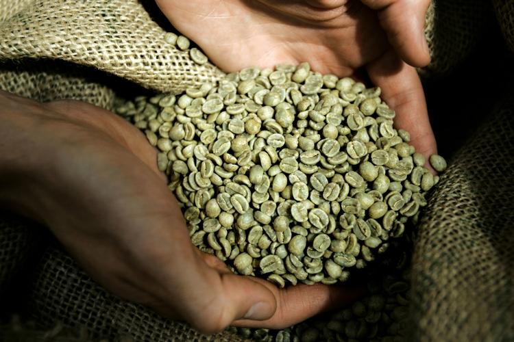 SLAVERI. Kaffebønnerne i de danske supermarkeder bliver høstet af slavearbejdere. 