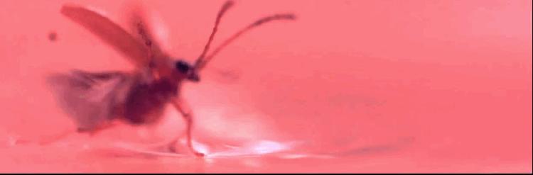 Vandski. Forskerne har lavet denne videofilm af billens flyveteknik. 