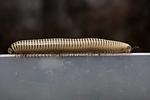 Ubeskrevet. I Statens Naturhistoriske Museums samlinger er der fine muligheder for at finde hidtil ubeskrevne arter, og det var netop, hvad professor Henrik Enghoff og postdoc Ana Sofia Reboleira gjorde, da de sidste år kiggede nærmere på flere tusinde tusindben, som museet har stående i sprit. 