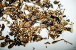 Insekter. Her er der også græshopper blandt - på lørdag er det kun larver, du får serveret på Sidecar. 