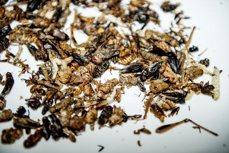 Insekter. Her er der også græshopper blandt - på lørdag er det kun larver, du får serveret på Sidecar. 
