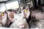Transport. Kortere transporttid af svin er et af kriterierne i det nye dyrevelfærdsmærke på svinekød, der kan ramme butikkerne inden årets udgang. 