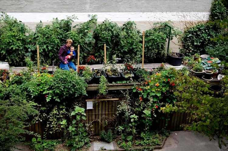 VÆKST. Mads Boserup Lauritsen har sammen med sit gårdlav på Nørrebro i København lavet en stor grøntsagshave på toppen af et skraldeskur. 