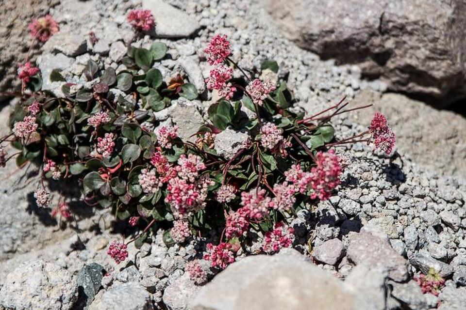 KUK-KUK. Blomster titter frem mellem klipperne. 