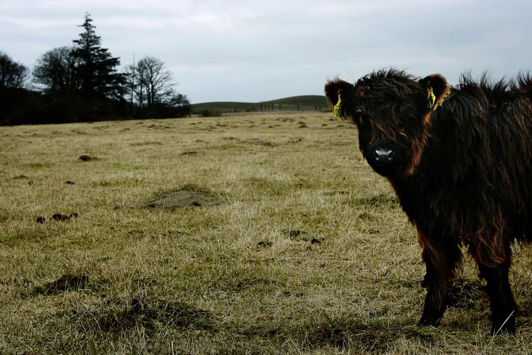 SATIRE. Sam Byers' bog 'Syge køer' foregår i et slags fremtidsunivers, hvor køerne har fået en mystisk sygdom, som gør, at de står og stirrer ud i luften. Arkivfoto: Anders Birch 