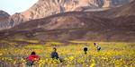 FARVEFLOR. Turister valfarter til Death Valley for at se ørkenen blomstre. 
