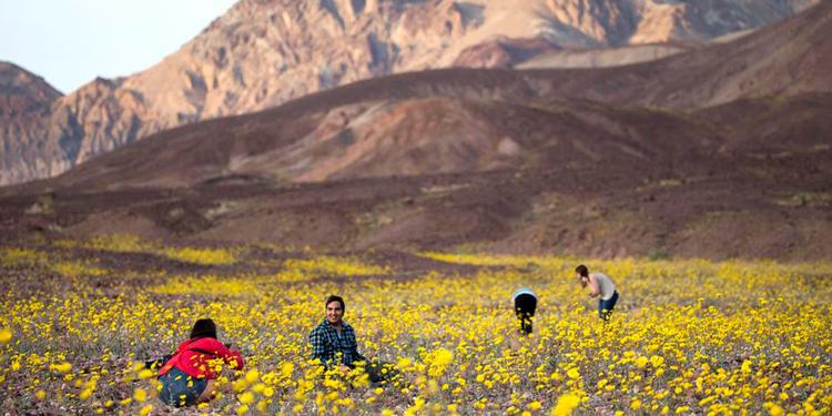 FARVEFLOR. Turister valfarter til Death Valley for at se ørkenen blomstre. 