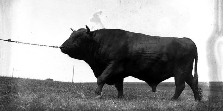 Han. Hovedpersonen i Malene Ravns anden roman har det bedre med dyr end med menensker. Så da hun får en tyr i sin husholdning, er han velkommen. 