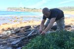 Michael Larsen står med saksen i hånden og er ved at klippe i Pennywort, som planten hedder i Australien, eller på dansk, vandnavle. Den har en skarp og markant smag, der er en mellemting af selleri og persille. 