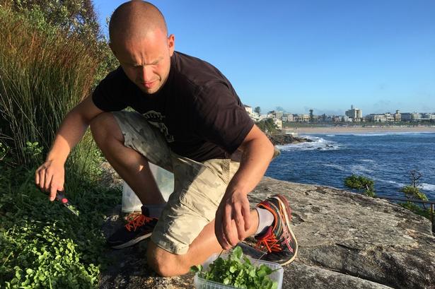 Det er især tre planter, som Michael Larsen denne morgen går efter at sanke på Bondi Beach. Det er ‘Scurvy Weed’, som er en australsk plantegruppe, der har en mild græsagtig smag. Michael Larsen forsøger også at finde og plukke vild brøndkarse, der vokser på klipperne ved stranden. Og han går efter ‘warrigal green’, der er en slags strand-spinat, som aboriginis og maorier i Australien og New Zealand også har brugt i madlavning. 