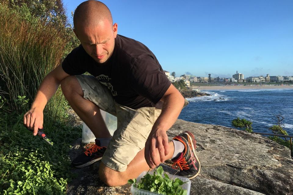 Det er især tre planter, som Michael Larsen denne morgen går efter at sanke på Bondi Beach. Det er ‘Scurvy Weed’, som er en australsk plantegruppe, der har en mild græsagtig smag. Michael Larsen forsøger også at finde og plukke vild brøndkarse, der vokser på klipperne ved stranden. Og han går efter ‘warrigal green’, der er en slags strand-spinat, som aboriginis og maorier i Australien og New Zealand også har brugt i madlavning. 