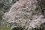 CANADA. Her står kirsebærtræerne i fuld blomst, og det har de gjort i en ugestid. Her træner danser Alycia Tran under et af træerne i Stanley Park i Vancouver, British Columbia. Vancouver har ca.  50.000 kirsebærtræer. 