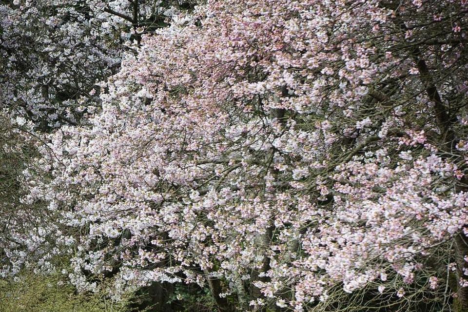 CANADA. Her står kirsebærtræerne i fuld blomst, og det har de gjort i en ugestid. Her træner danser Alycia Tran under et af træerne i Stanley Park i Vancouver, British Columbia. Vancouver har ca.  50.000 kirsebærtræer. 