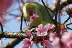 JAPAN. En nymfeparakit suger nektar fra en blomst på et kirsebærtræ. 