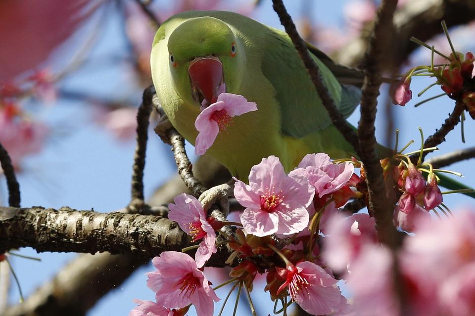 JAPAN. En nymfeparakit suger nektar fra en blomst på et kirsebærtræ. 