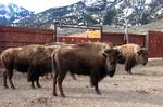 TRUET. Yellowstone-parken er nødt til at aflive en del af bisonbestanden. Nogle af dem bærer på en smitsom kvægsygdom. 