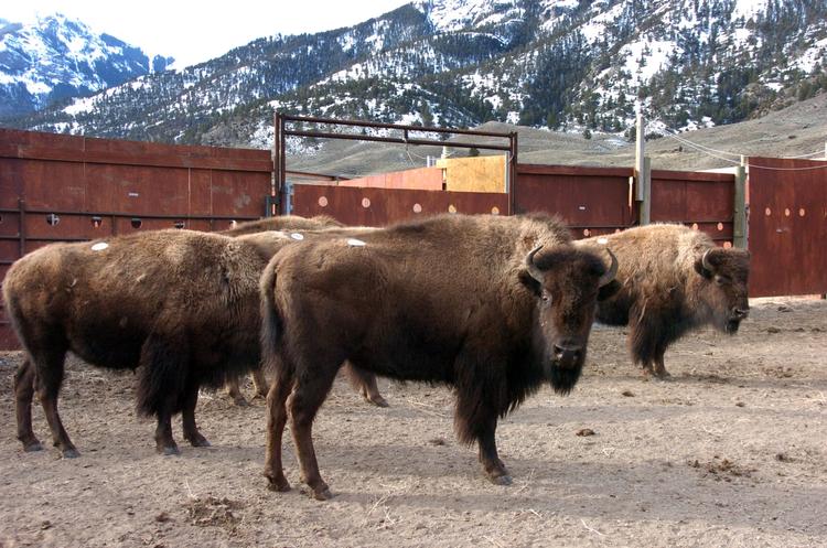TRUET. Yellowstone-parken er nødt til at aflive en del af bisonbestanden. Nogle af dem bærer på en smitsom kvægsygdom. 