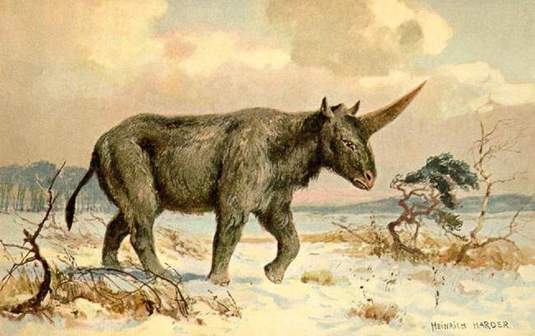 Loddent. Der er et stykke vej fra eventyrets yndefulde fabeldyr til den sibiriske enhjørning, som mere lignede et pelsklædt næsehorn. Illustration: 
