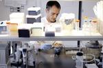 DIANOSTICA. Statens Serum Institut er tæt på salg af datterselskab. Her undersøger en medarbejder bakterieprøver fra salmonella. 