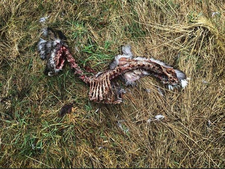 SPIST. Når et dyr dør, indgår det i naturens store husholdning. Privatfoto 