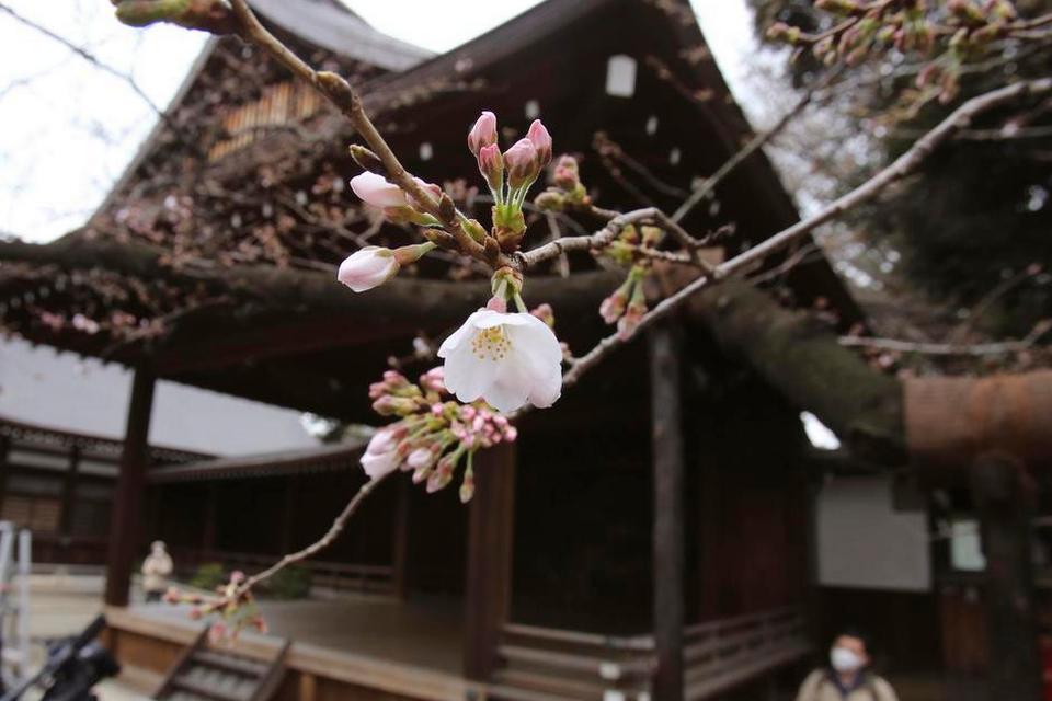 JAPAN. De første spæde forsøg på blomstring. 