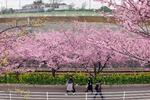 JAPAN. Allerede i slutningen af februar stod kirsebærtræerne i blomst i Japan. Her suppleret af gule rapsplanter. Disse kawazu-zakura-træer er de første, der blomstrer hvert år. Her står de langs et fortov i Miura, som ligger syd for Tokyo. 
