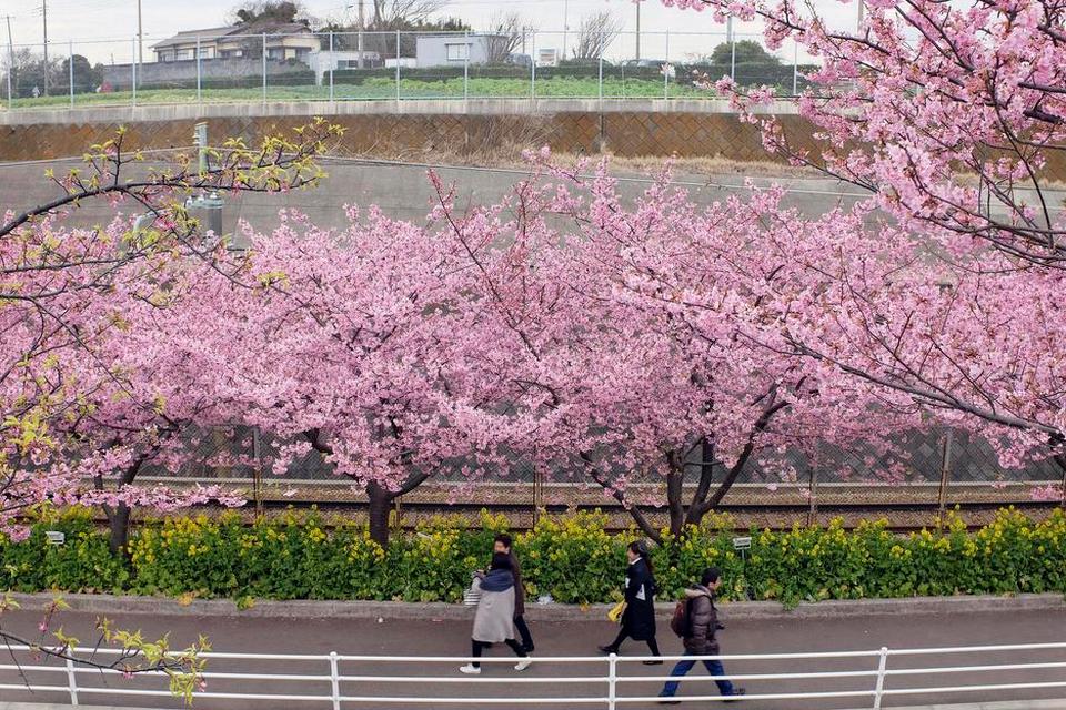 JAPAN. Allerede i slutningen af februar stod kirsebærtræerne i blomst i Japan. Her suppleret af gule rapsplanter. Disse kawazu-zakura-træer er de første, der blomstrer hvert år. Her står de langs et fortov i Miura, som ligger syd for Tokyo. 