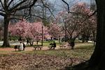 USA.  Washington D.C. afholder en regulær Cherry Blossom Festival, der netop er startet og varer en måned. I den periode er Dulles-lufthavnen oplyst i et pink skær. De japanske yoshino-kirsebærtræer ventes at blomstre maksimalt op til denne weekend, og de beholder farverne et par uger. 