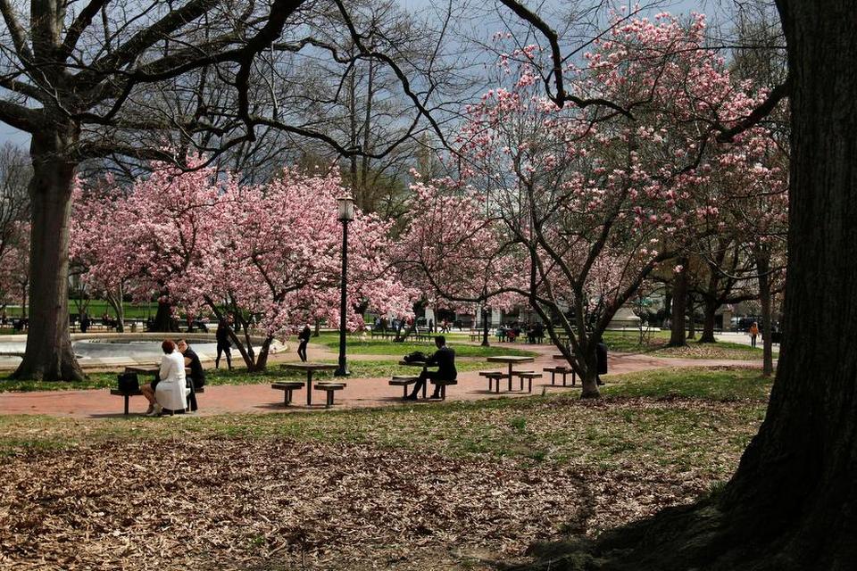 USA.  Washington D.C. afholder en regulær Cherry Blossom Festival, der netop er startet og varer en måned. I den periode er Dulles-lufthavnen oplyst i et pink skær. De japanske yoshino-kirsebærtræer ventes at blomstre maksimalt op til denne weekend, og de beholder farverne et par uger. 