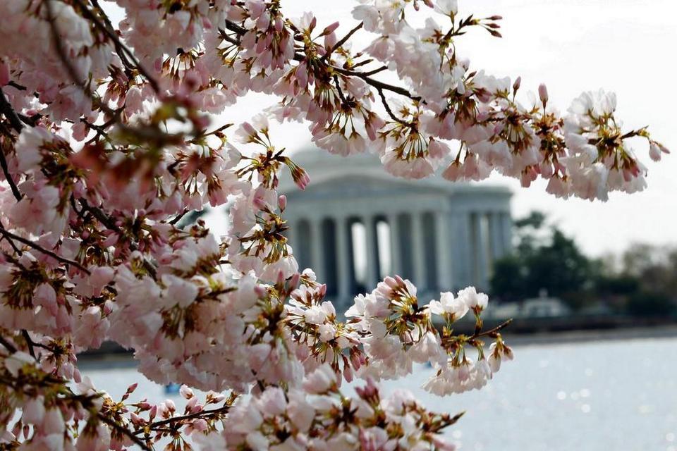 USA. På dette billede fra et tidligere år er kirsebærtræerne ved Tidal Basin i Washington D.C. sprunget  helt ud. Det er træerne ved Tidal Basin, der afgør, hvornår der er højsæson for blomstringen. 