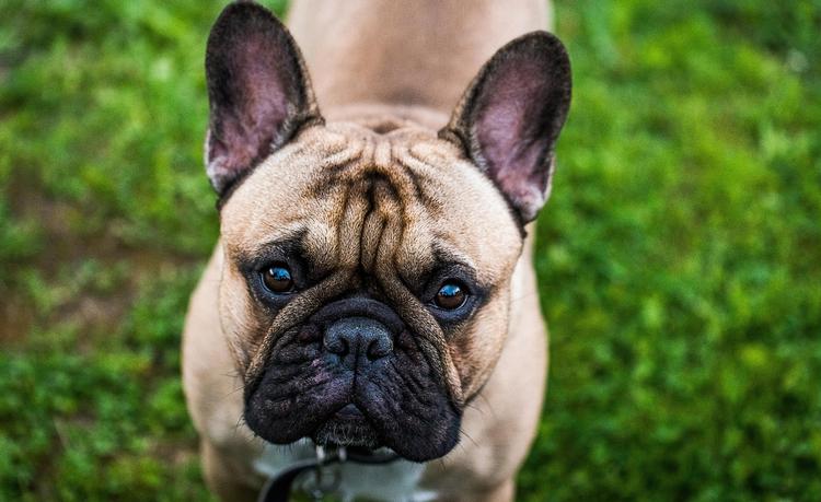 Wanted.  Fransk bulldog og andre kortsnudede hunde har mange helbredsproblemer. »Folk vil have dem alligevel«, siger dyrlæge. 