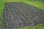 TULIPANER. Det er uhyre enkelt - bare et stykke jord på 3 * 8 meter, som plantes til med georginer hver sommer. I år er glæden dobbelt, fordi der er lagt 1.000 tulipanløg det samme sted. 