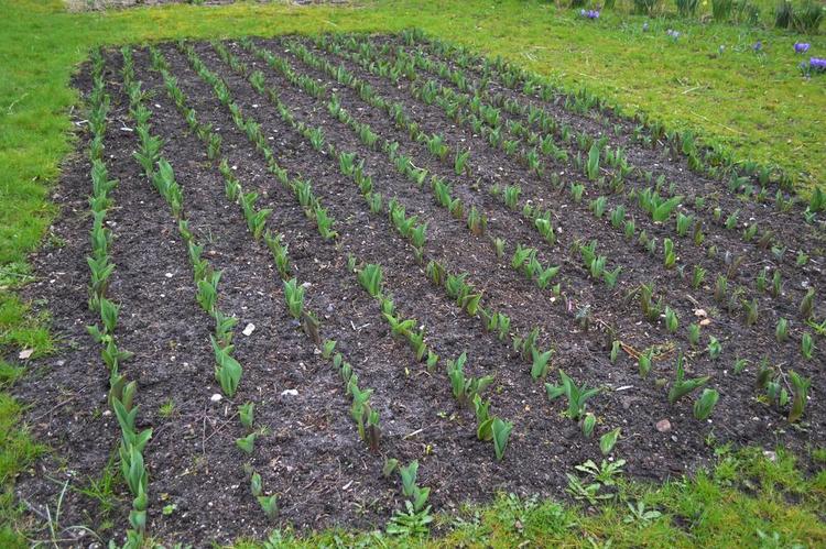 TULIPANER. Det er uhyre enkelt - bare et stykke jord på 3 * 8 meter, som plantes til med georginer hver sommer. I år er glæden dobbelt, fordi der er lagt 1.000 tulipanløg det samme sted. 